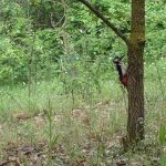 Picchio rosso maggiore - Foto p.g.c. Arca del Re Cit